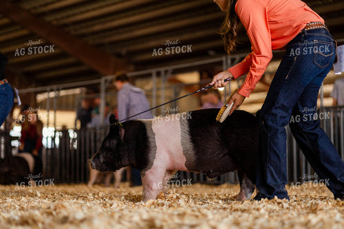 Livestock Show With Pig Handler 97194