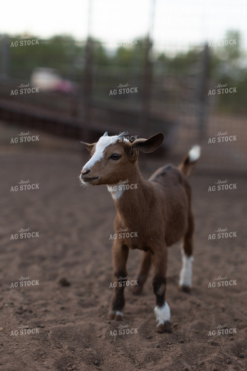 Goats 205007