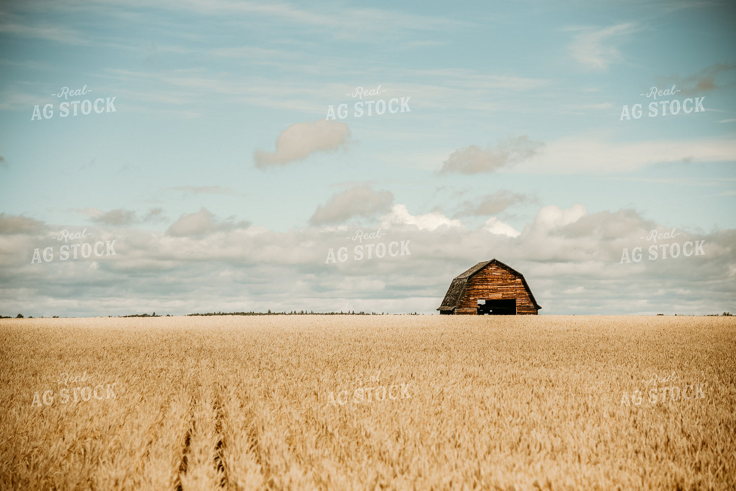 Wheat Field with Barn 64142
