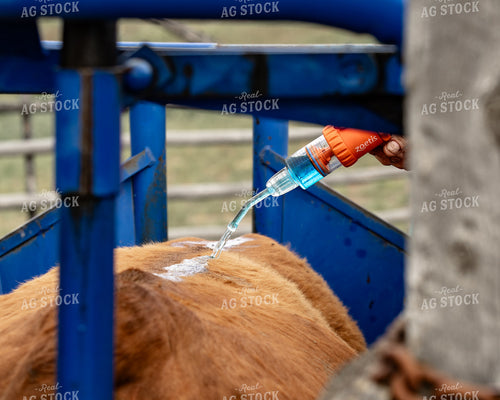 Working Cattle in the Chute 188104