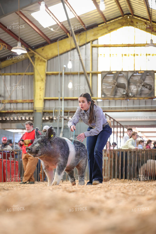 Showing Pigs 52324