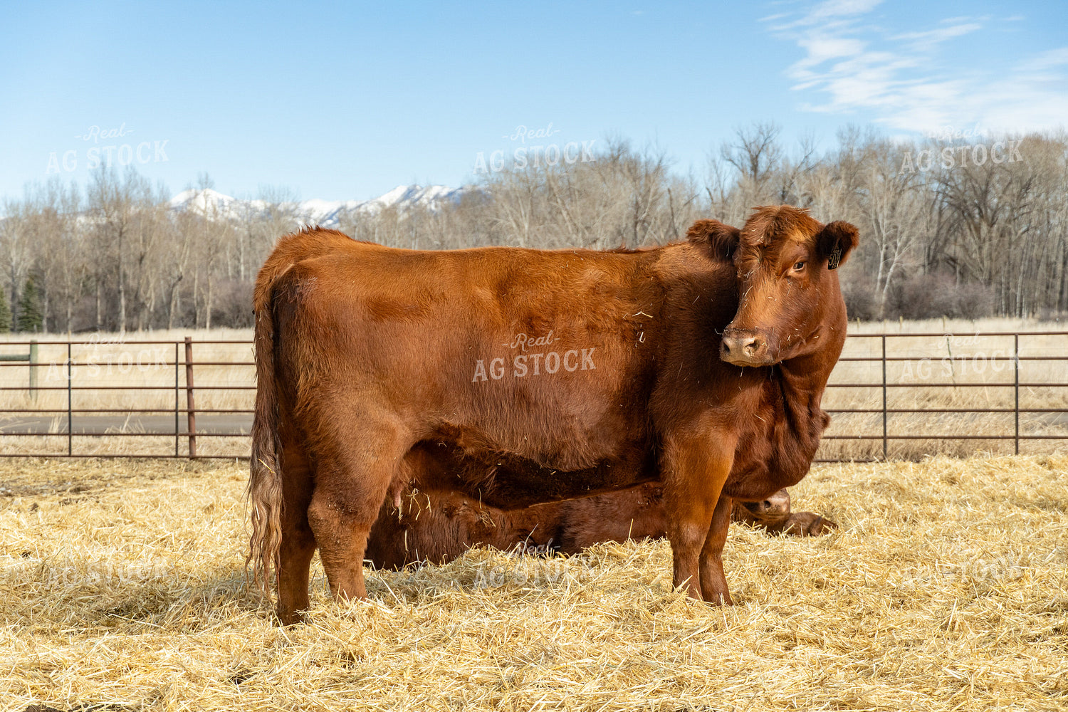 Red Angus Cattle 65586