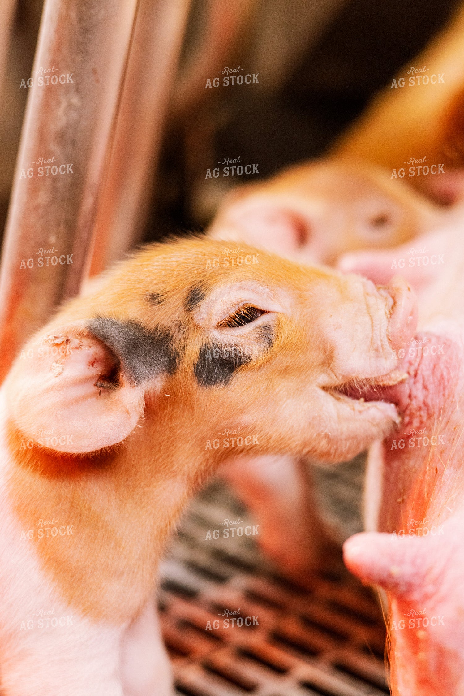 Piglets 233022
