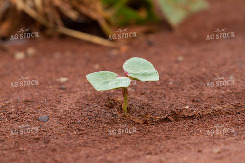 Cotton Seedling 79011