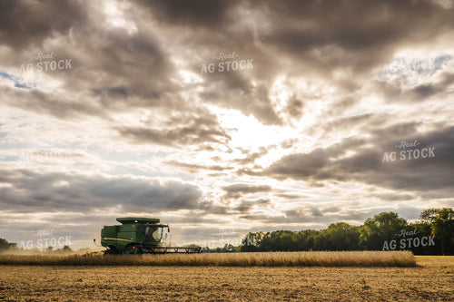 Soybean Harvest 115351