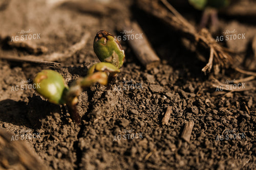 Planting 2887