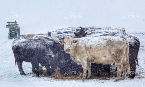 Cattle in Snowy Pasture 141094