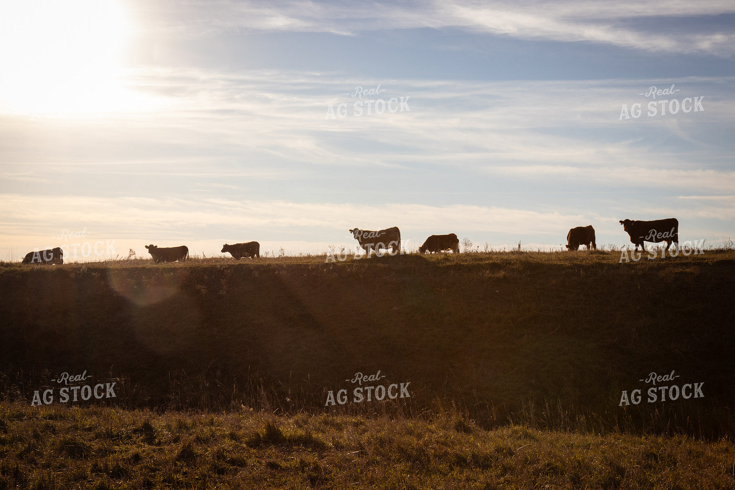 Cattle on Pasture 268237