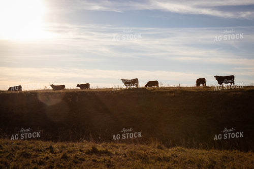 Cattle on Pasture 268237