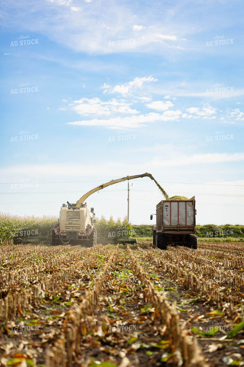 Chopping Corn Silage 296005