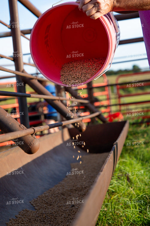 Farmer Pouring Feed Pellets in Feed Trough 208051