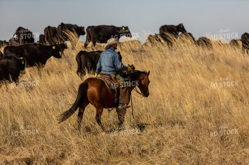 Rancher in Pasture with Cattle on Horseback 71007