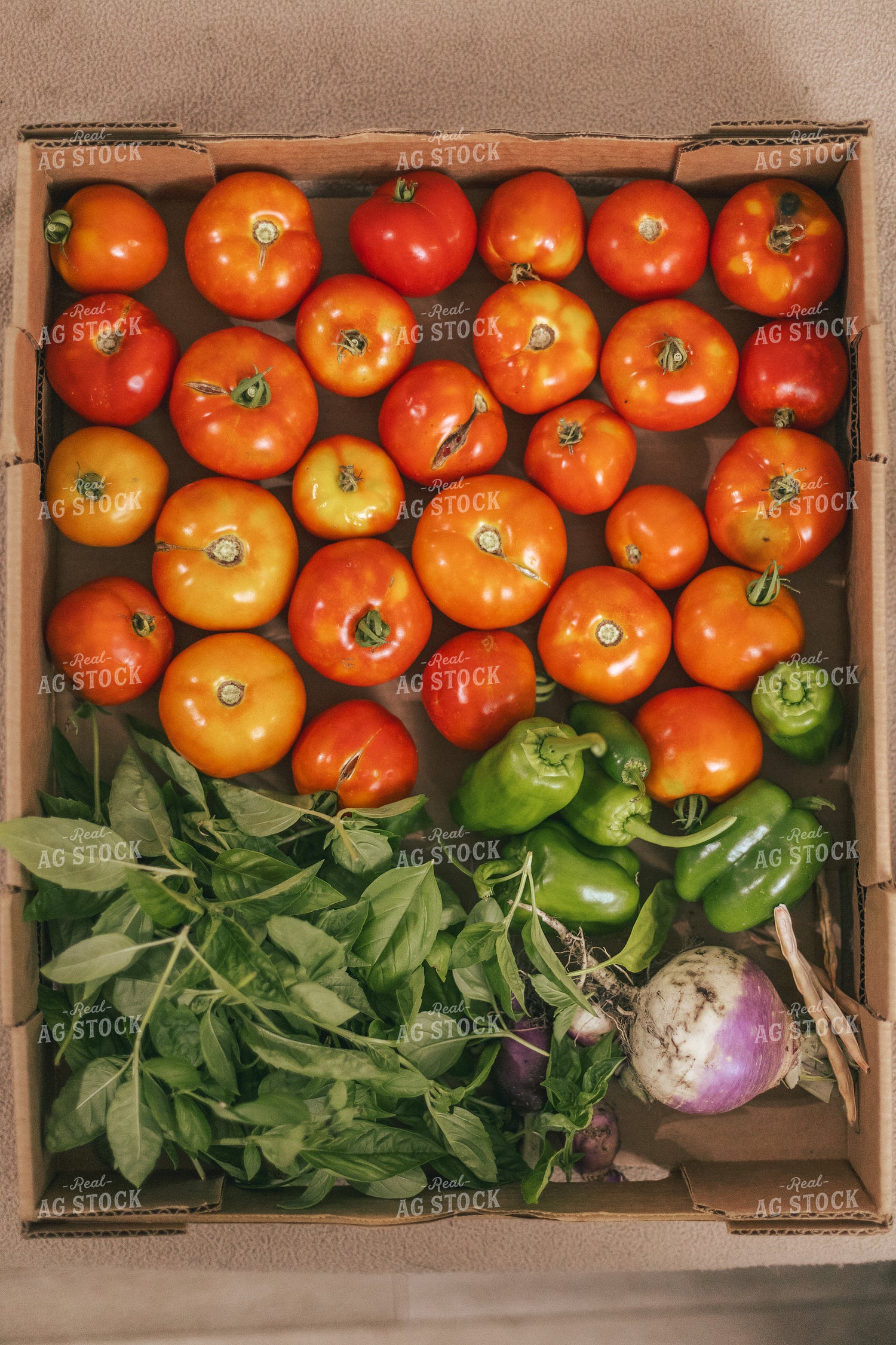 Harvested Vegetables 162006