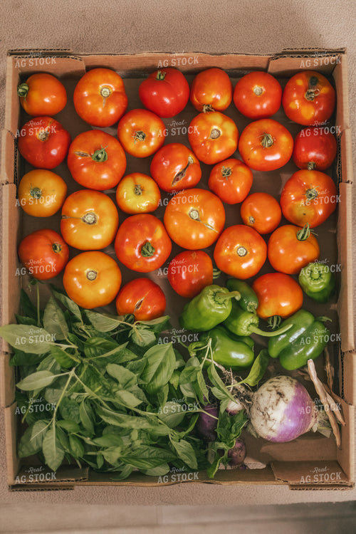 Harvested Vegetables 162006