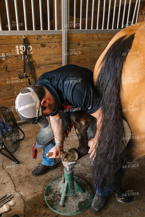 Farrier Trimming Hooves 52712