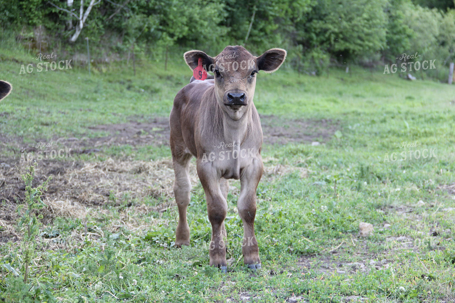 Brown Swiss Calf 95009