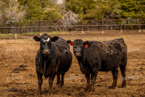 Cattle in Pen 299134
