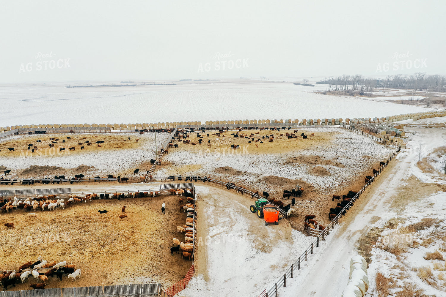 Feeding Cattle in Feedlot 64044
