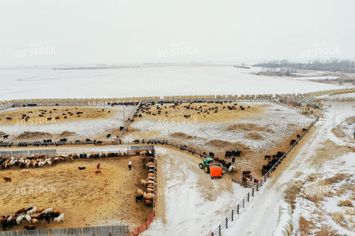 Feeding Cattle in Feedlot 64044