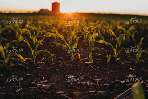 Early Stage Corn at Sunset 4327