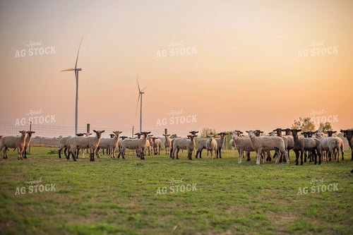 Sheep in Pasture 93166