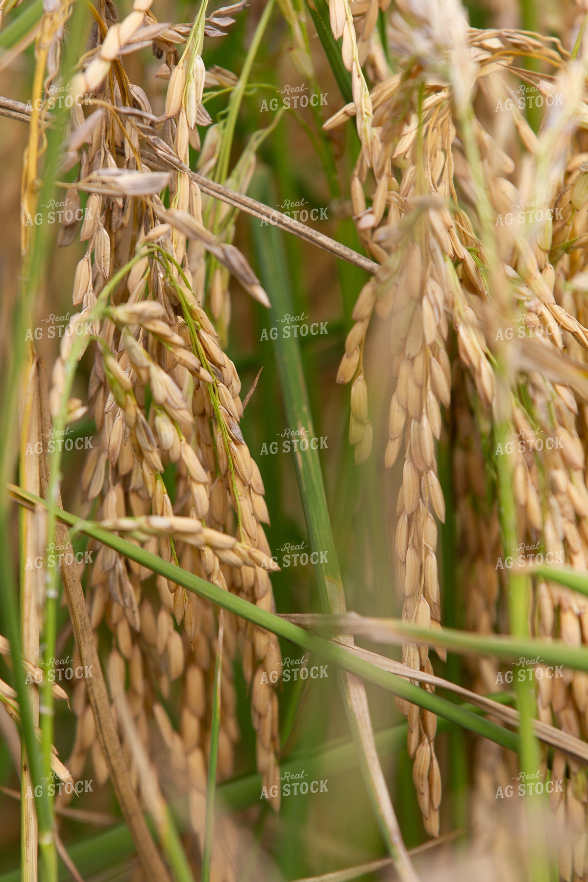 Rice Close Up 291111