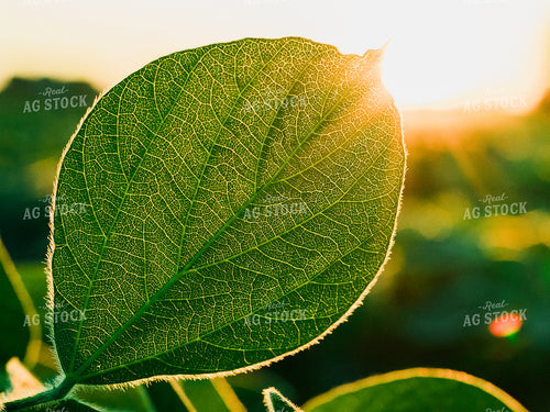 Soybean Leaf in Sun 133016