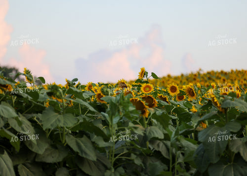 Sunflowers 160190