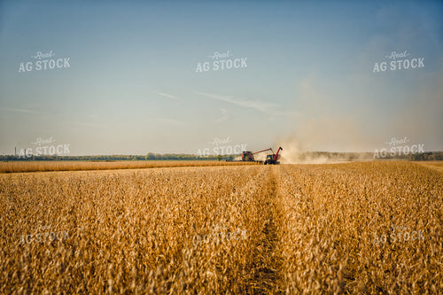 Soybean Harvest 153002