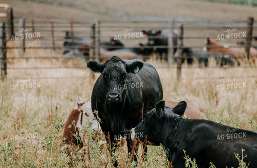 Cattle in Pasture 77113