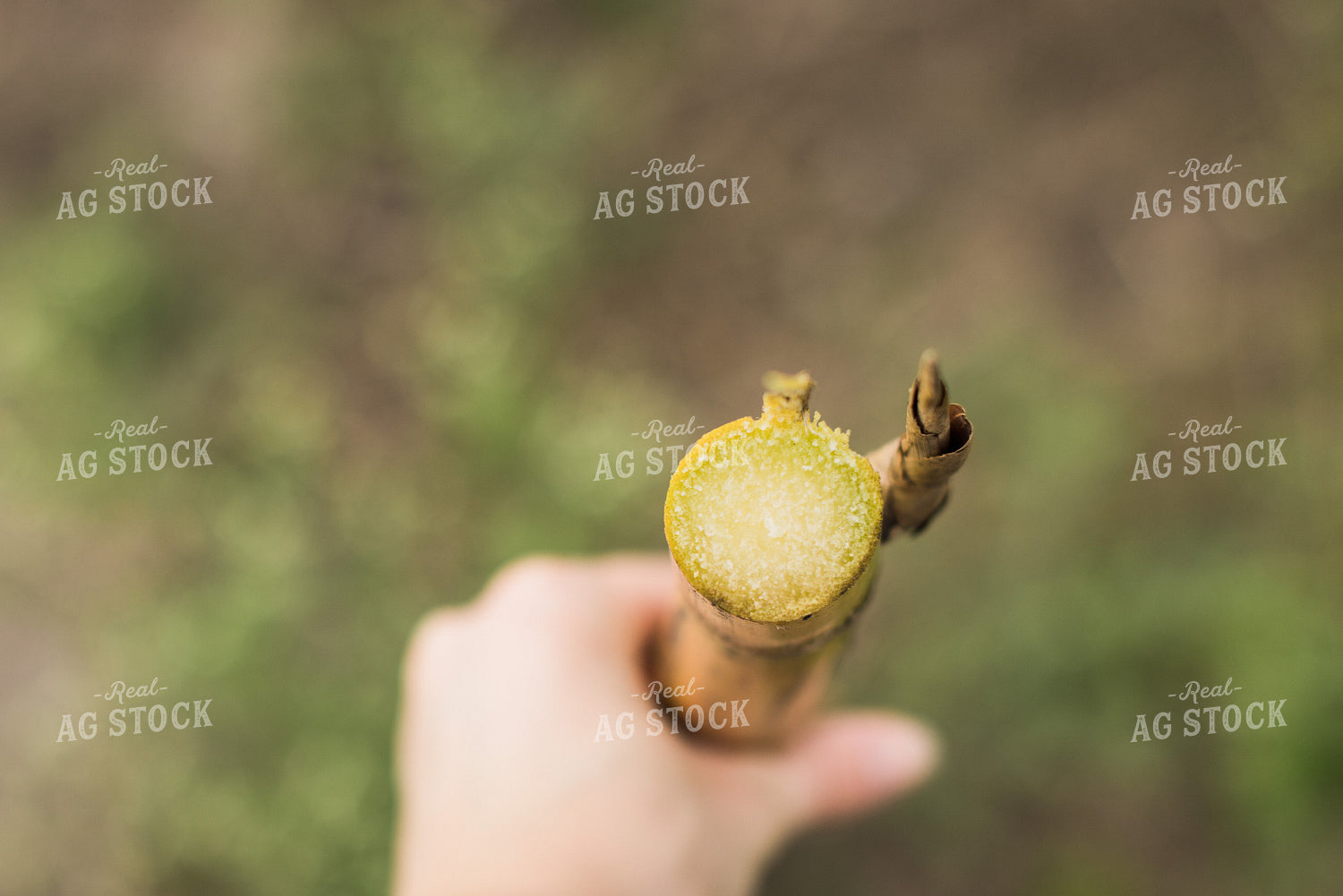 Sugar Cane Stalk 7328