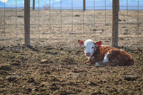 Hereford Cow and Calf Pair 78103