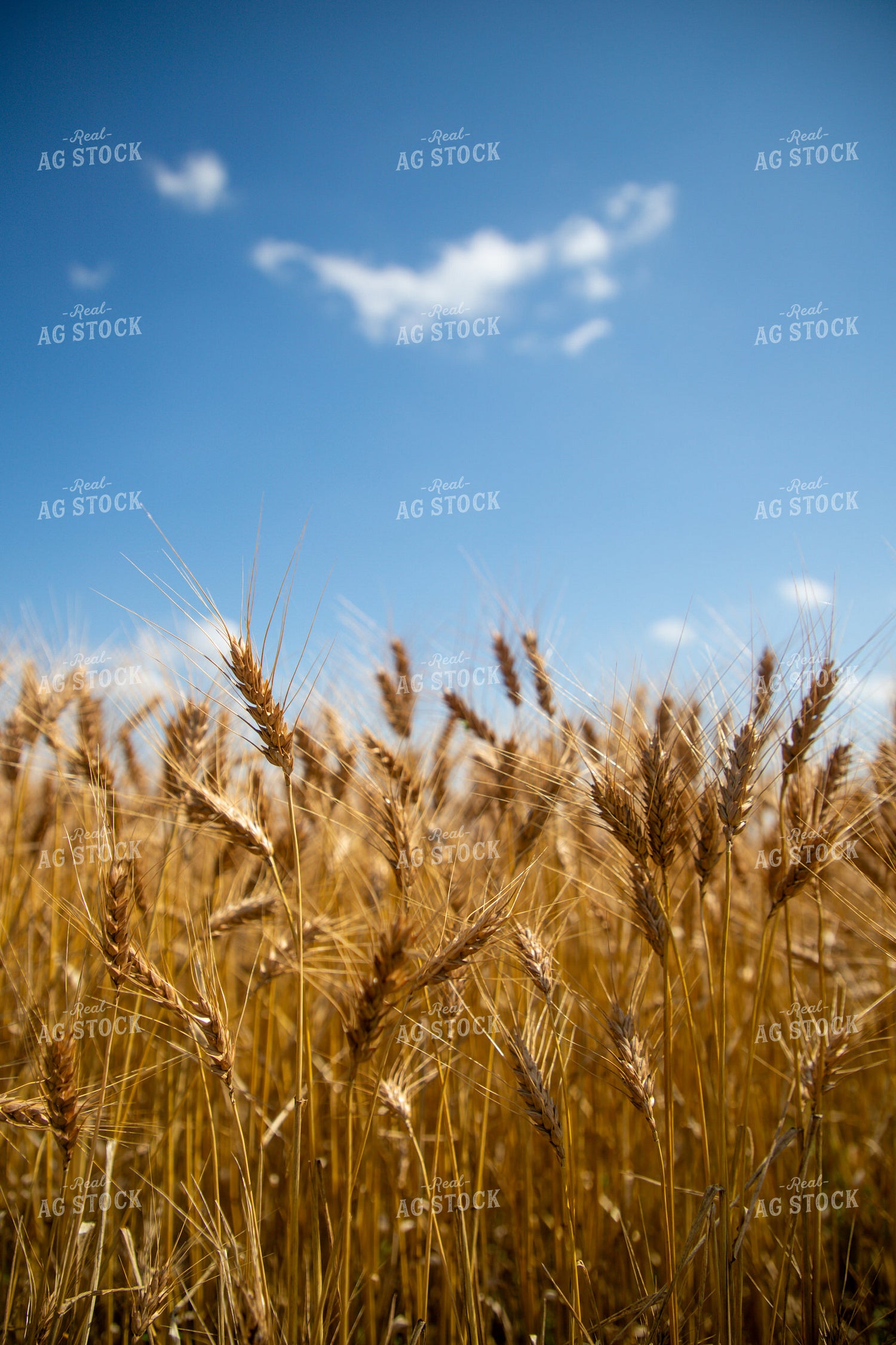 Mature Wheat Field 208099