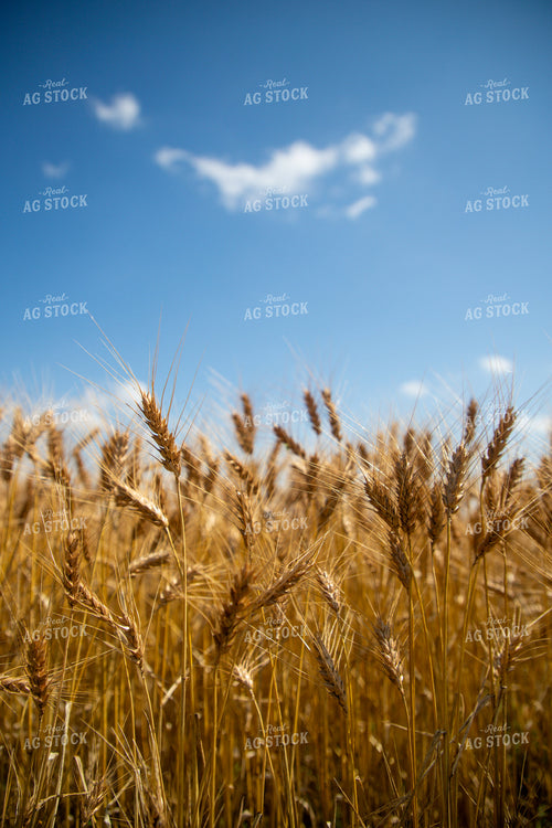 Mature Wheat Field 208099