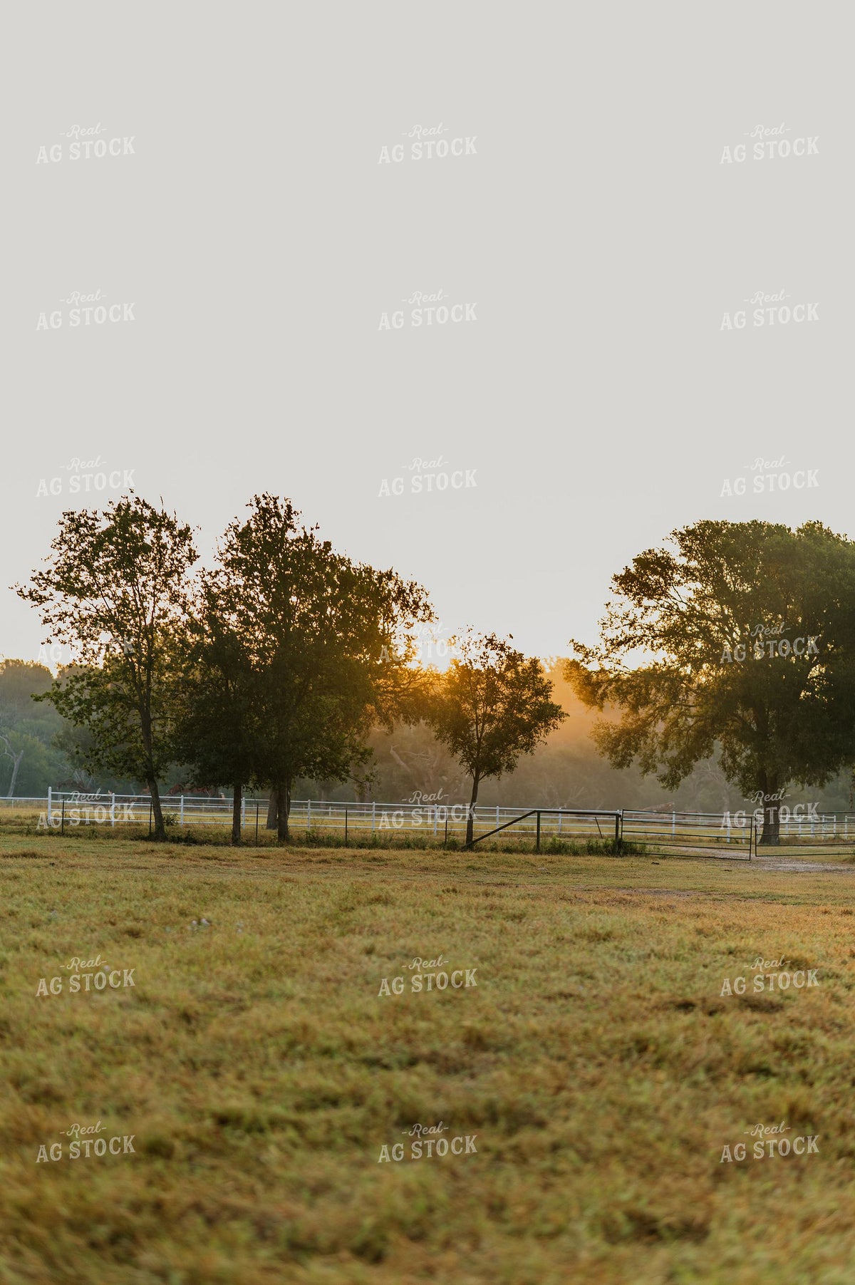 Golden Sunrise Over Rural Farm Pasture with Fence and Gate 402039