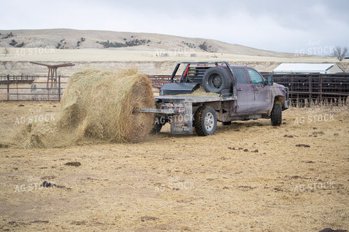 Feeding Cattle with Baler Truck 117262