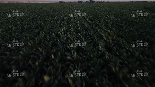 Corn Leaves Moving in the Wind at Night 239229