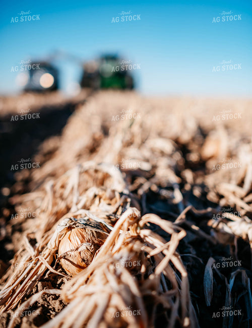 Onion Harvest 56727