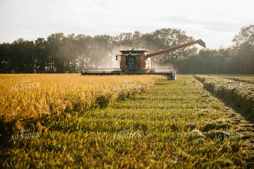 Rice Harvest 125188