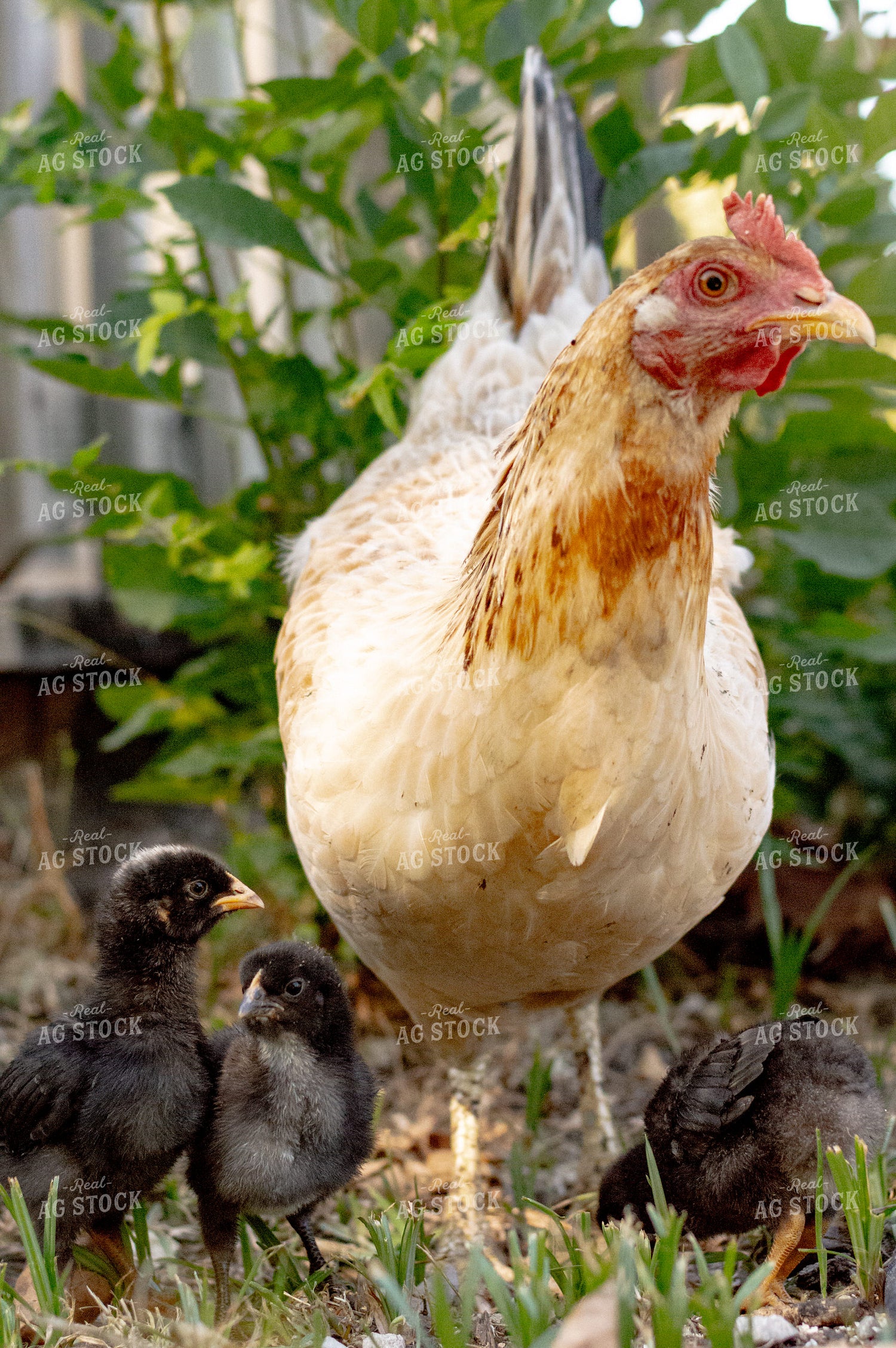 Chicken 283023