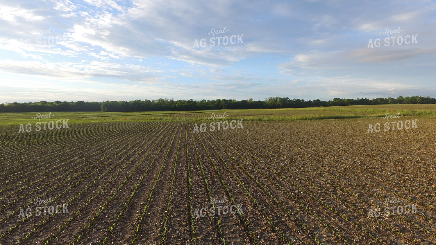 Early Growth Corn 85015