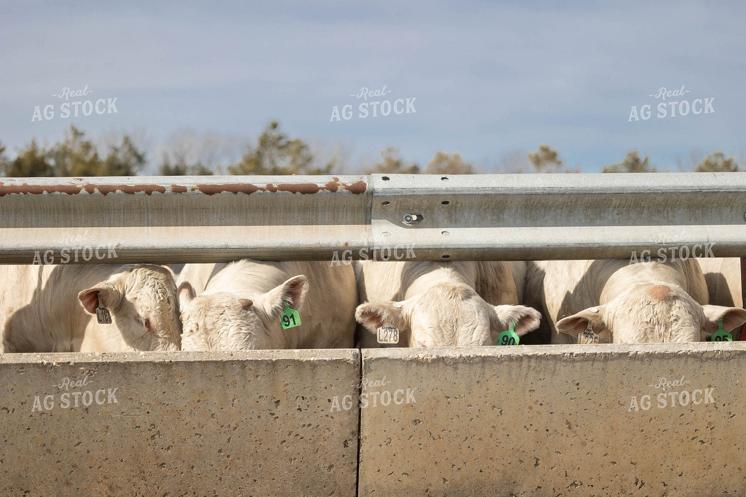 Charolais Cattle 72173