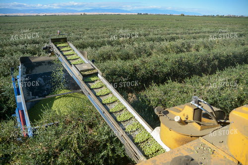Olive Picking 105059