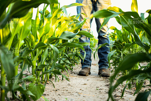 Checking Corn 191129