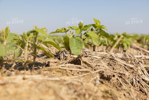 Early Growth Soybeans 79783