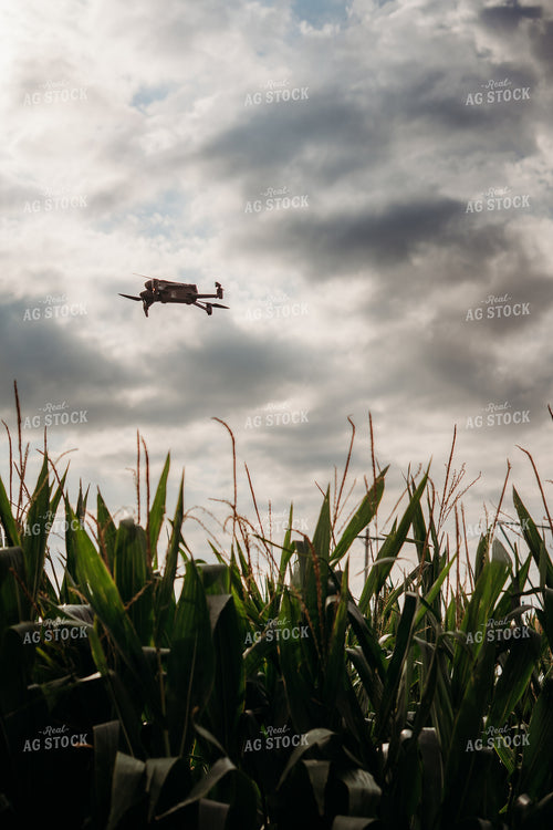 Scouting Fields With Drone 196352