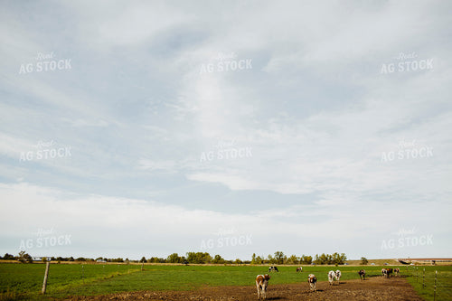 Dairy 2708