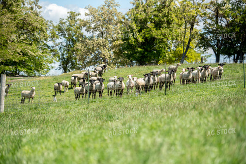 Flock of Sheep Grazing in Pasture 57002