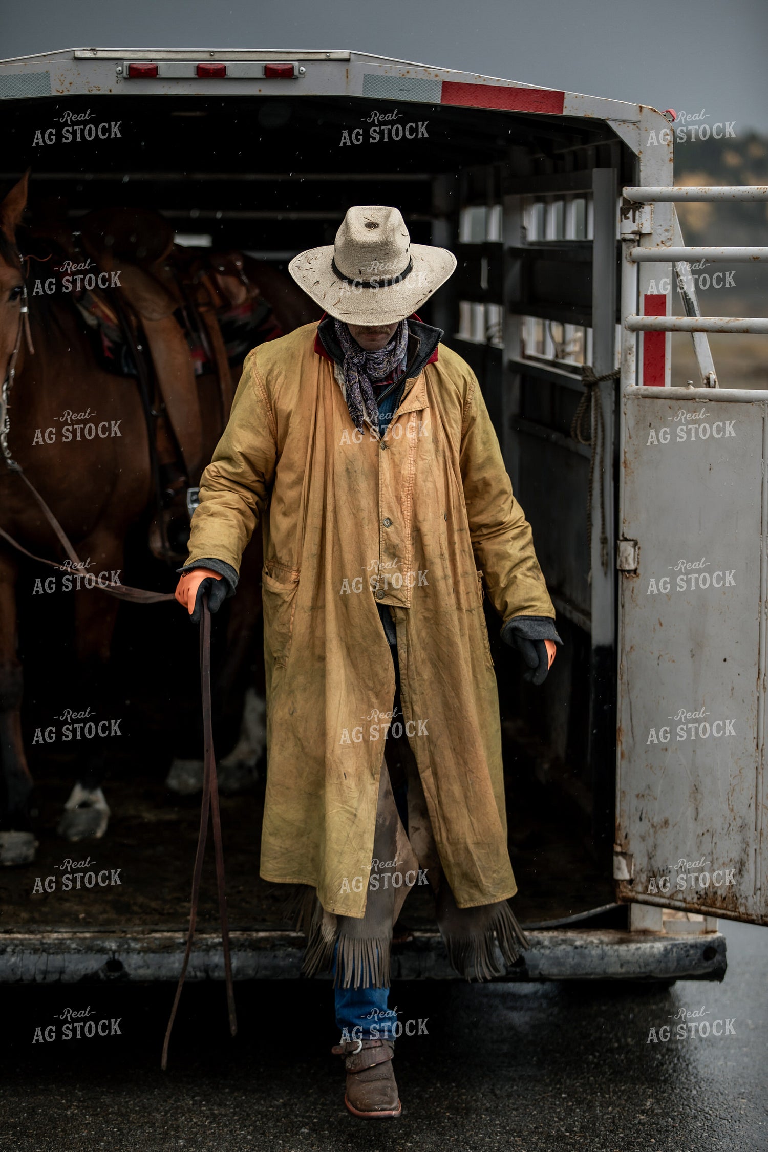 Rancher Leading Horse off Livestock Trailer 304008
