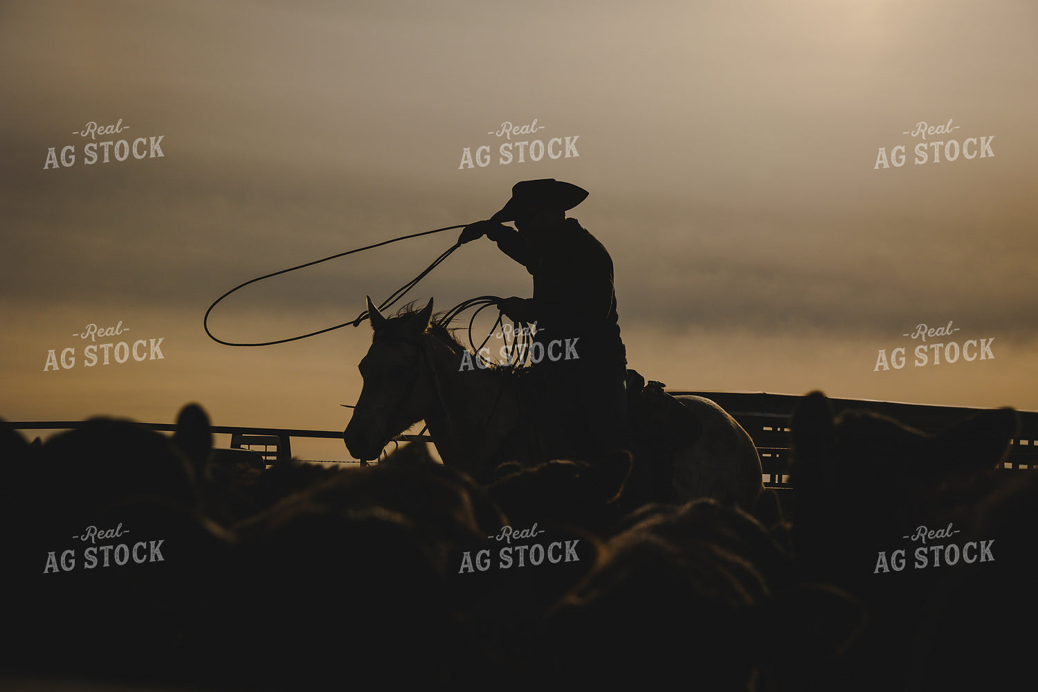 Roping 219000